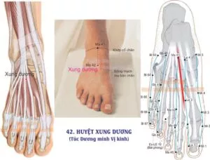 Huyệt xung dương