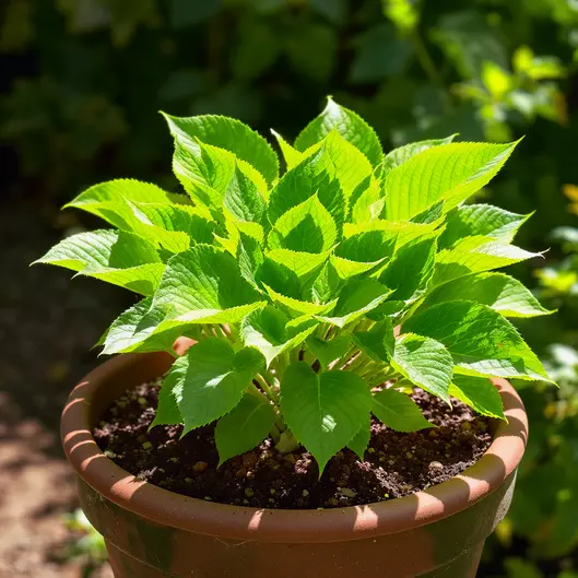 Minh họa cấu trúc các hoạt chất saponin và flavonoid trong rễ Đinh lăng