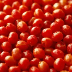 Kỷ Tử: Hạt Ngọc Đỏ Cho Đôi Mắt Sáng Khỏe Và Làn Da Thanh Xuân