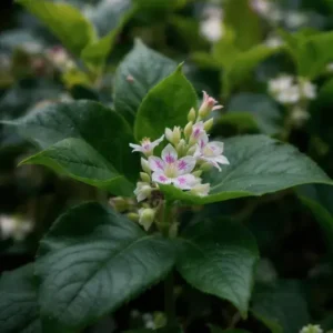 Xuyên Tâm Liên: Hồi Sinh Dược Liệu Quý và Kháng Sinh Thực Vật Quyền Năng