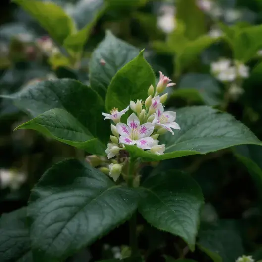 Xuyên Tâm Liên: Hồi Sinh Dược Liệu Quý và Kháng Sinh Thực Vật Quyền Năng