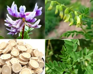 Bổ Trung Ích Khí: Bài Thuốc YHCT Hỗ Trợ Khí Lực và Sức Khỏe