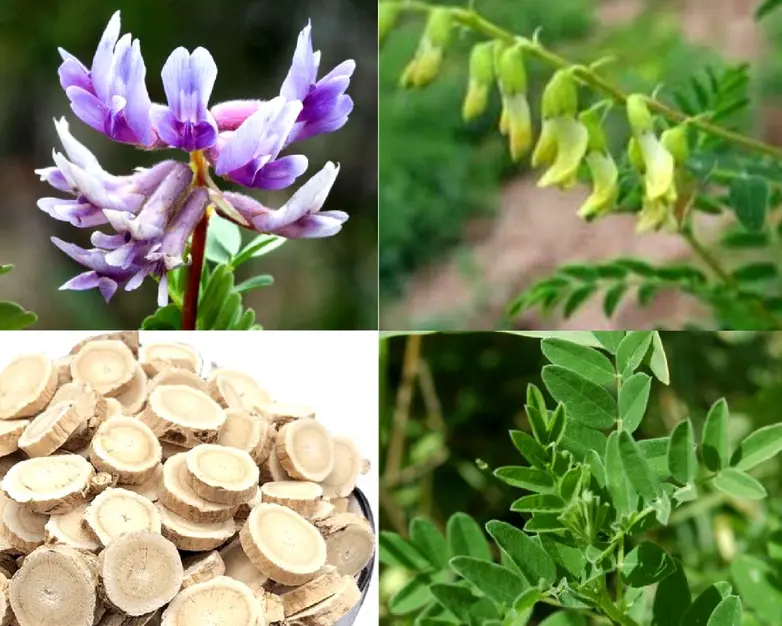 Bổ Trung Ích Khí: Bài Thuốc YHCT Hỗ Trợ Khí Lực và Sức Khỏe