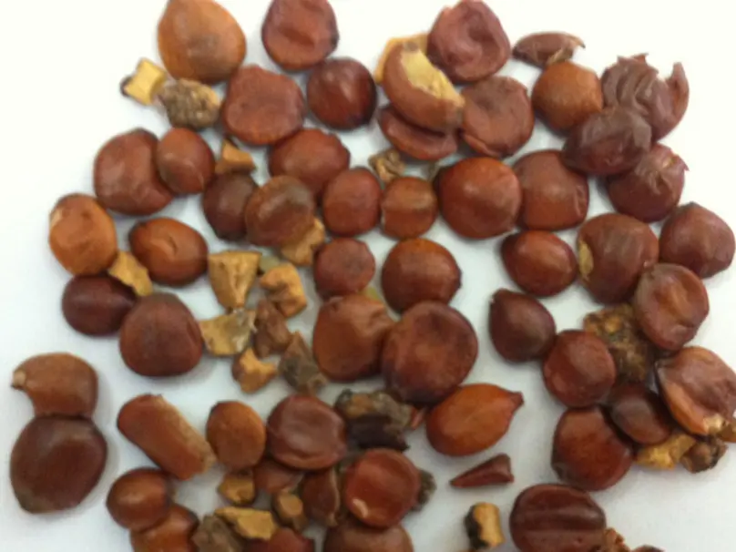 An thần hoàn: Phương tễ cổ truyền hỗ trợ giấc ngủ và tâm an