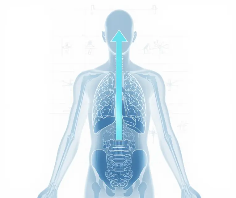 Ứng dụng truyền thống của Bổ trung ích khí trong việc hỗ trợ các tình trạng sa giáng và suy nhược cơ thể