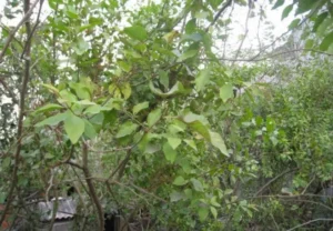 Độc Hoạt Tang Ký Sinh: Bài Thuốc Cổ Truyền Hỗ Trợ Xương Khớp Và Sức Khỏe