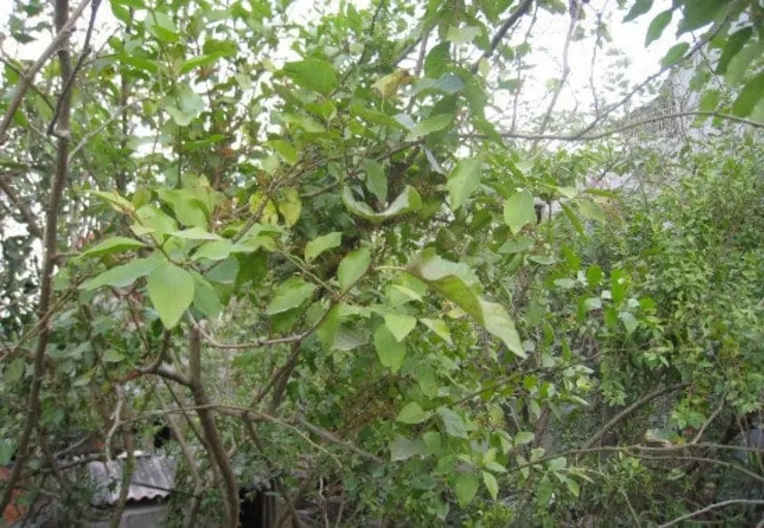 Tổng quan về bài thuốc Độc hoạt tang ký sinh và giá trị của y học cổ truyền trong chăm sóc sức khỏe xương khớp