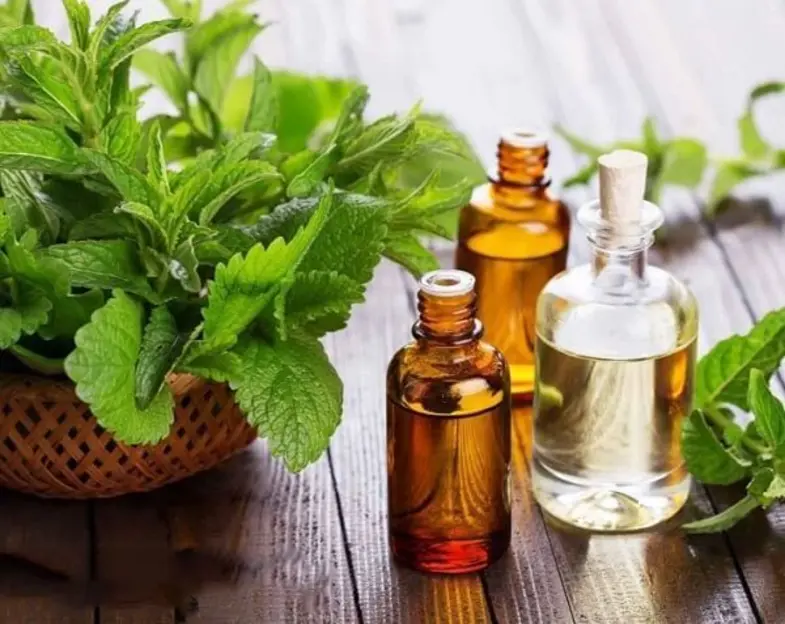 Lá bạc hà được phơi khô và bào chế theo phương pháp y học cổ truyền.